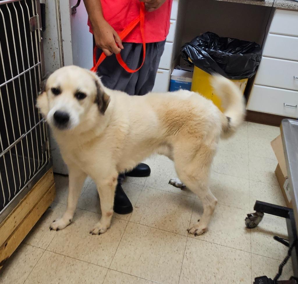 Brady, Adoptable, Adult Male Great Pyrenees.