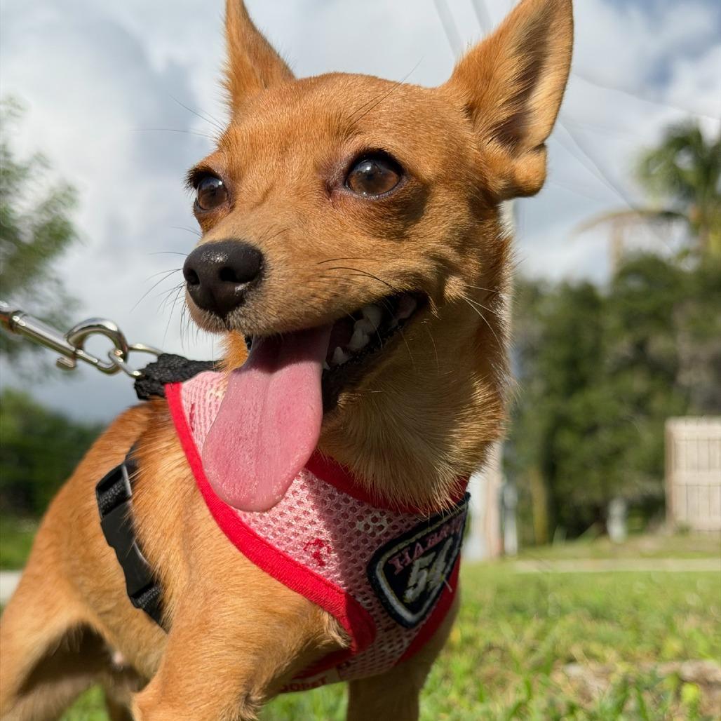 Pixie, Adoptable, Young Female Chihuahua.