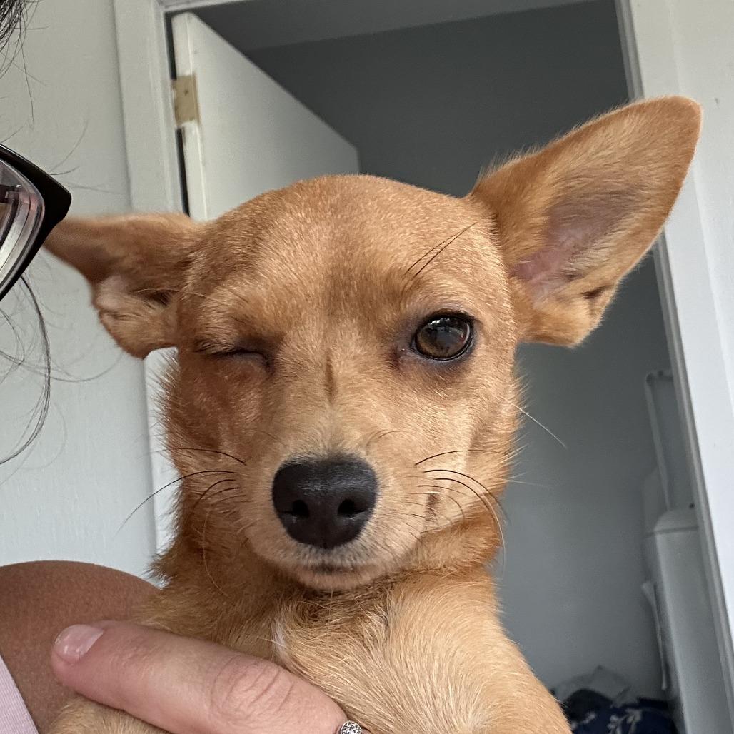Enlarge Pixie, a Adoptable Chihuahua in Hobe Sound, FL image 2/6
