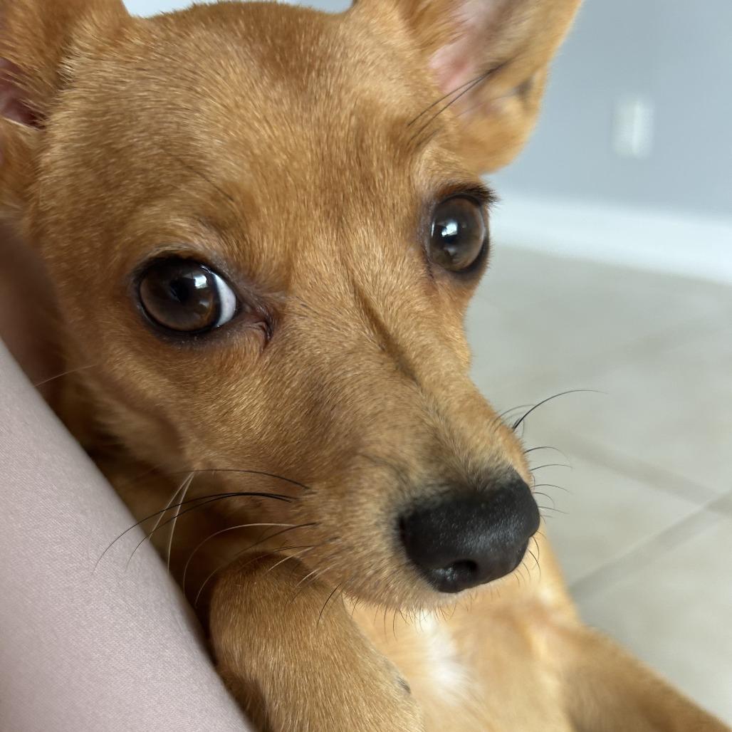 Enlarge Pixie, a Adoptable Chihuahua in Hobe Sound, FL image 3/6