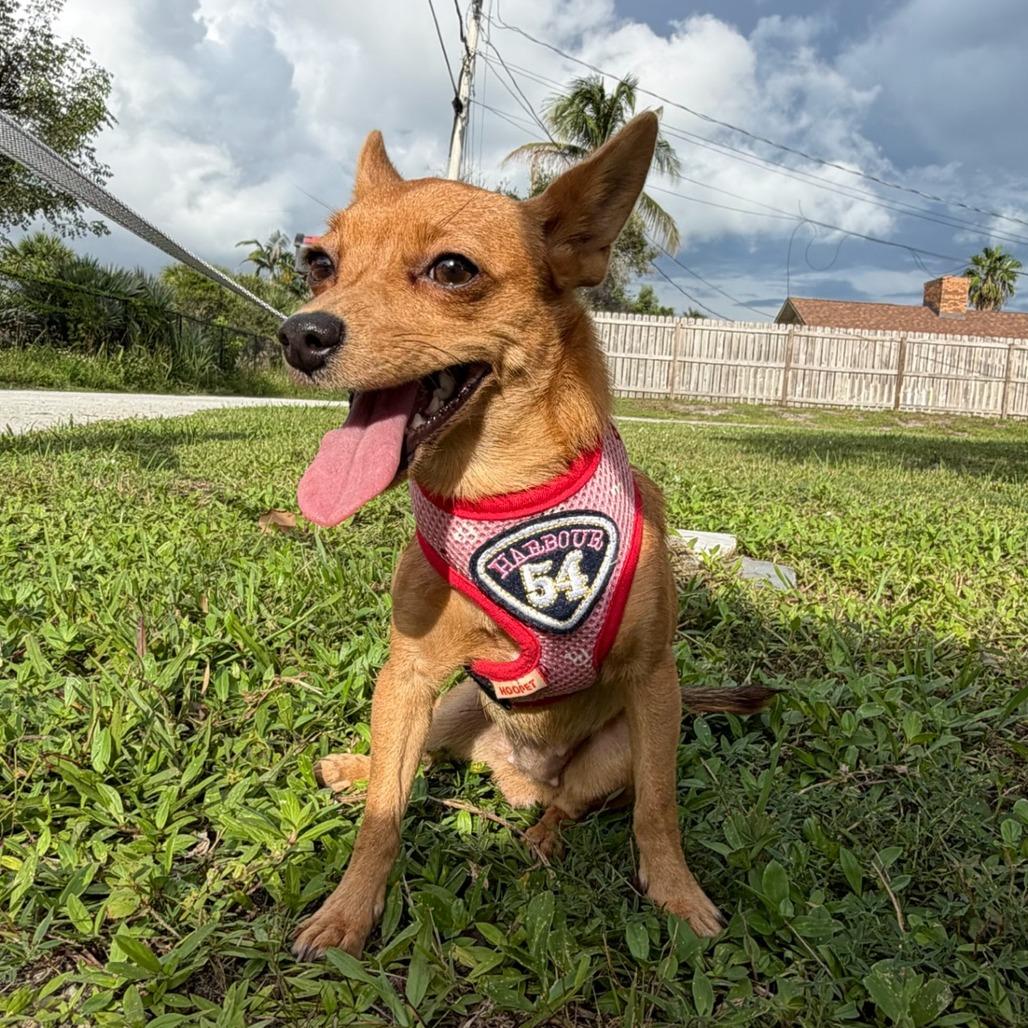Enlarge Pixie, a Adoptable Chihuahua in Hobe Sound, FL image 4/6