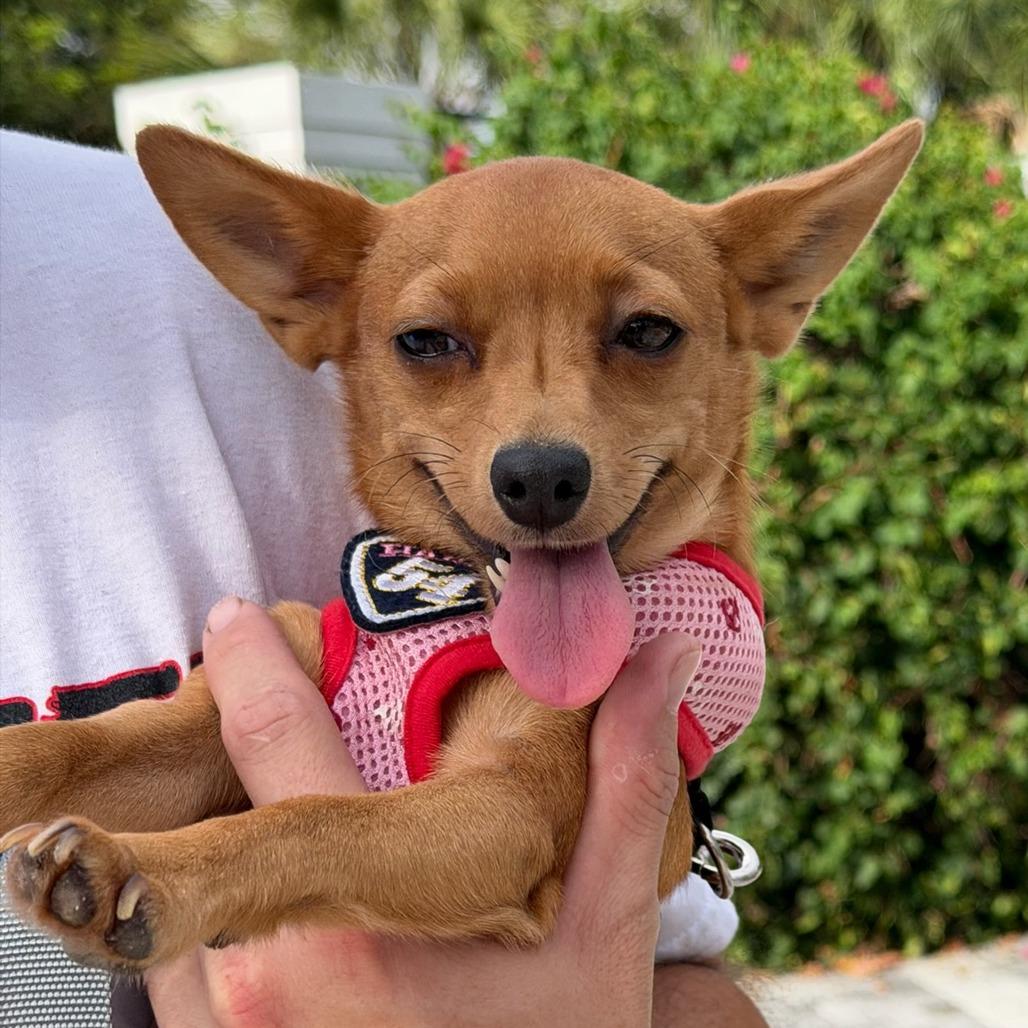 Enlarge Pixie, a Adoptable Chihuahua in Hobe Sound, FL image 5/6