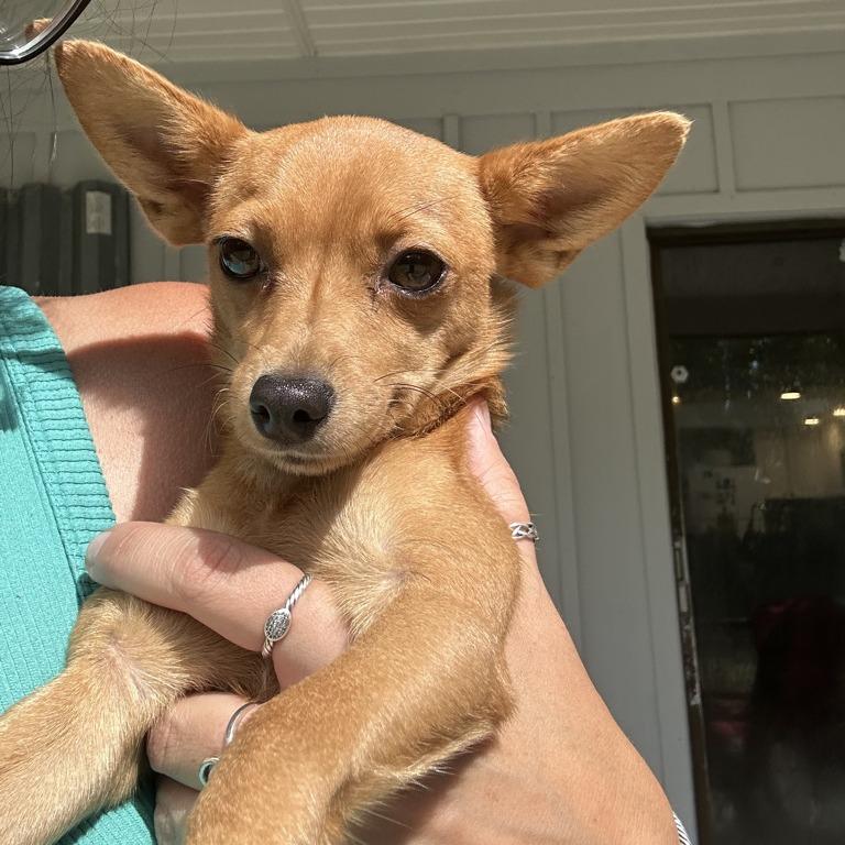 Enlarge Pixie, a Adoptable Chihuahua in Hobe Sound, FL image 6/6