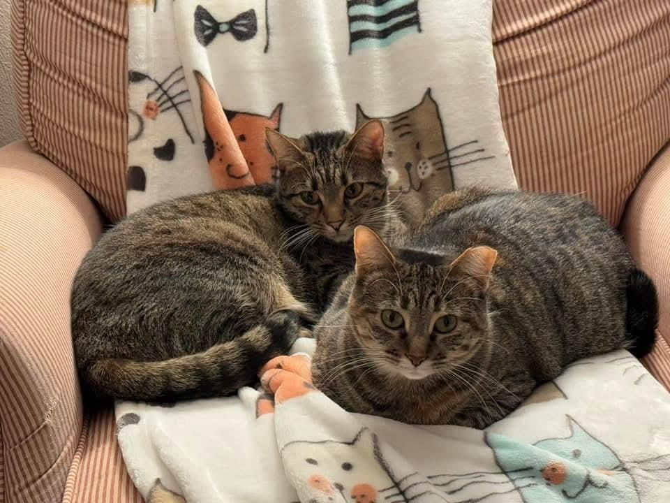 Ms. Pickles bonded with Olivia, a Adoptable mixed breed in Ballwin, MO image 2/4