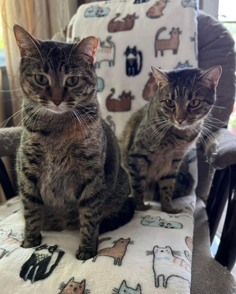 Ms. Pickles bonded with Olivia, a Adoptable mixed breed in Ballwin, MO image 3/4