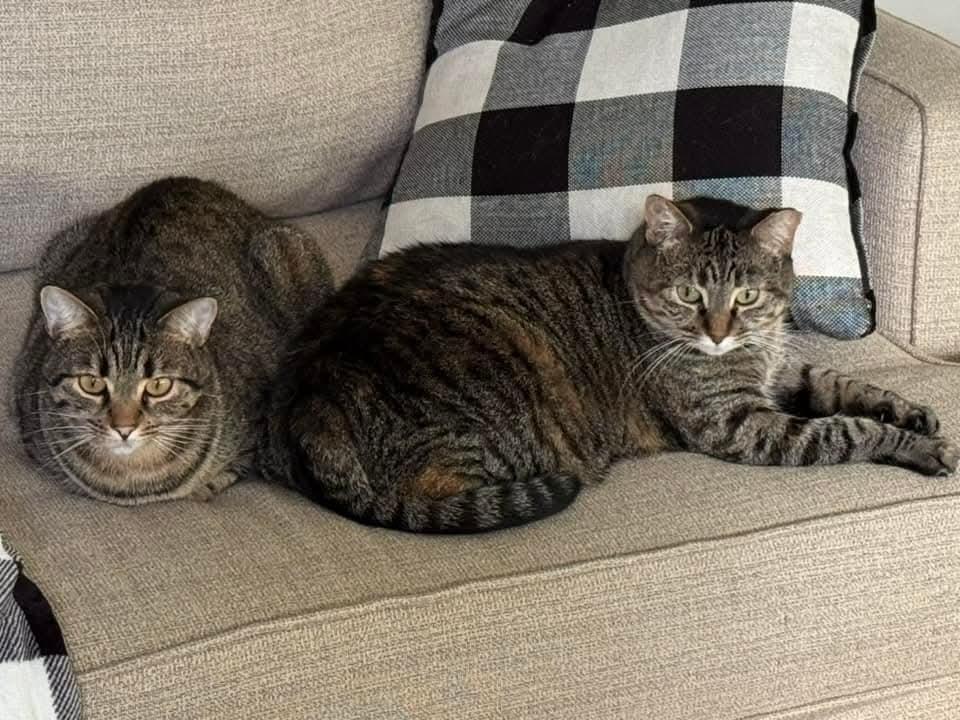Ms. Pickles bonded with Olivia, a Adoptable mixed breed in Ballwin, MO image 4/4