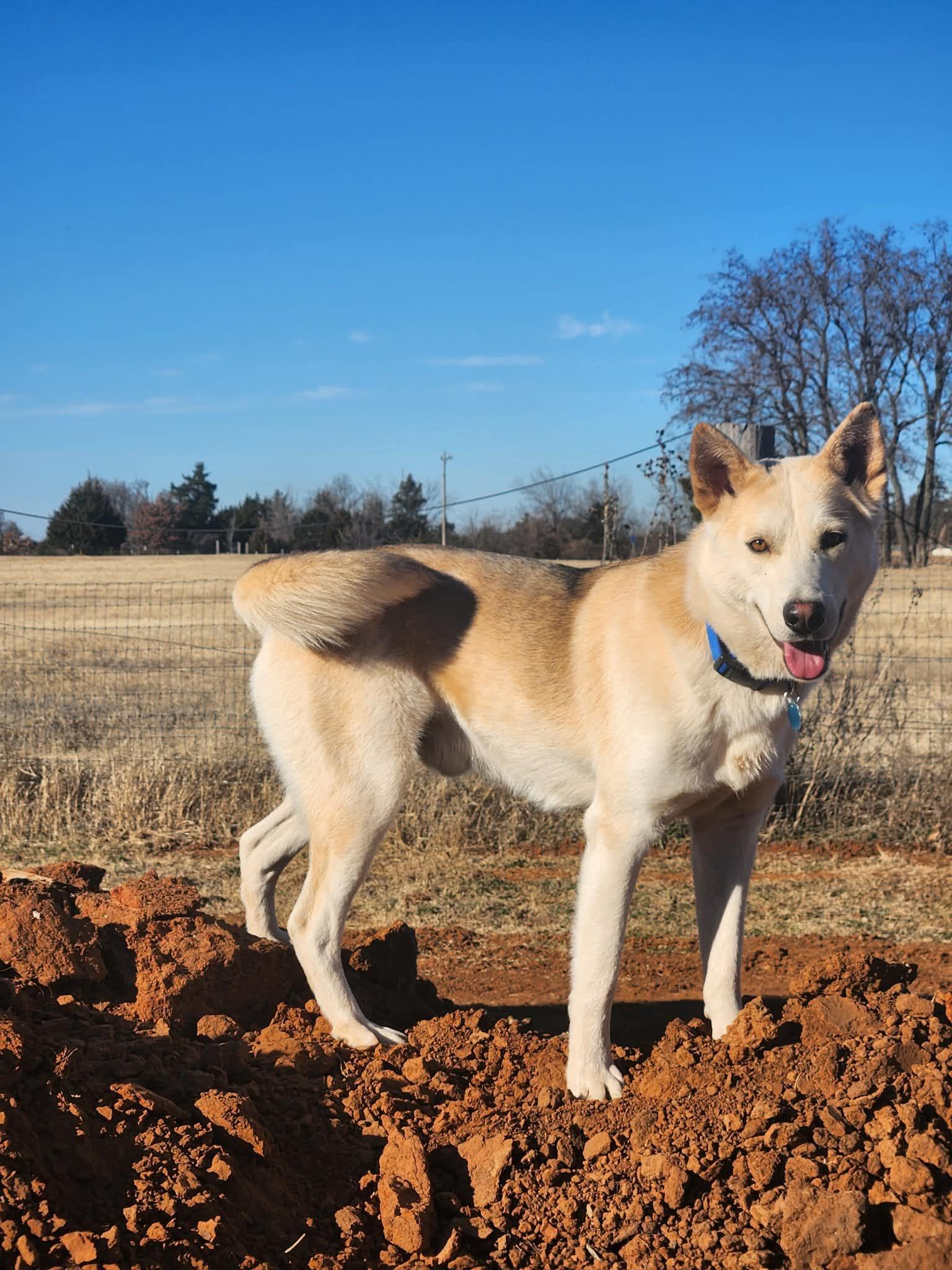Enlarge Balto, a Adoptable Husky in Winter Park, CO image 1/3