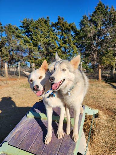 Enlarge Balto, a Adoptable Husky in Winter Park, CO image 2/3