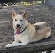Enlarge Balto, a Adoptable Husky in Winter Park, CO image 2/3