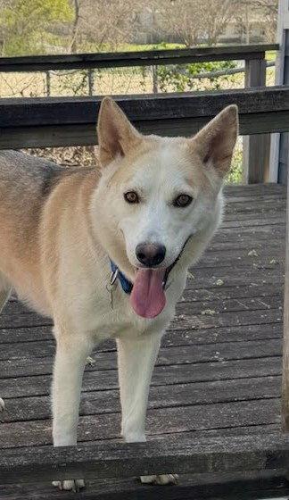 Enlarge Balto, a Adoptable Husky in Winter Park, CO image 3/3