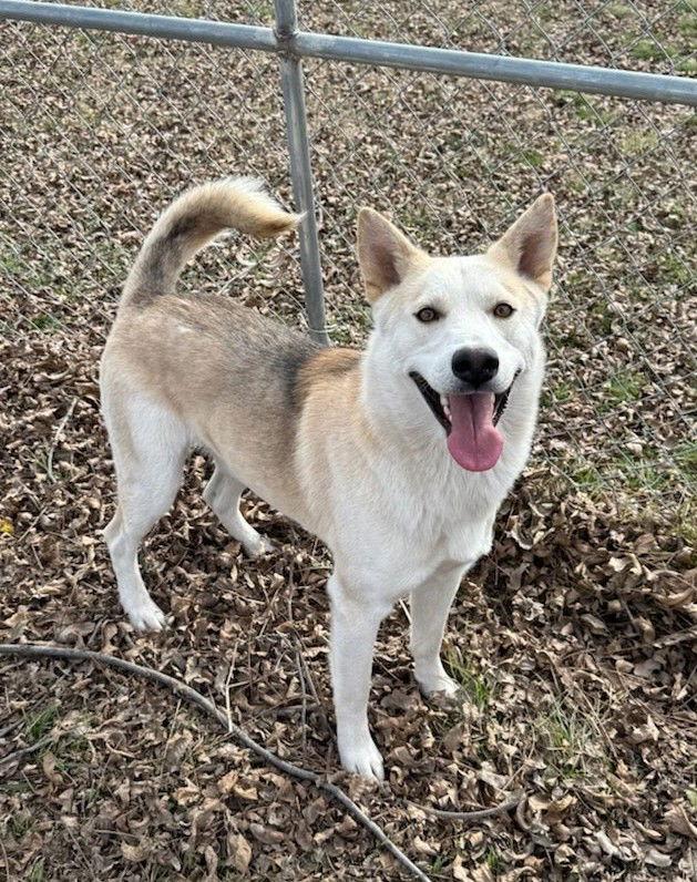 Balto, Adoptable, Young Male Husky.