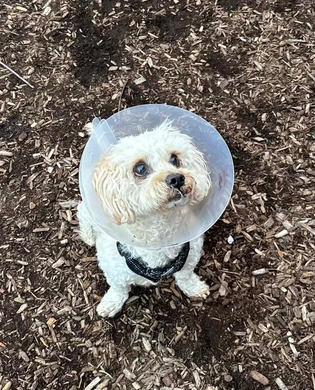 COURTESY POST FOR WASA: River, Adoptable, Adult Male Bichon Frise.