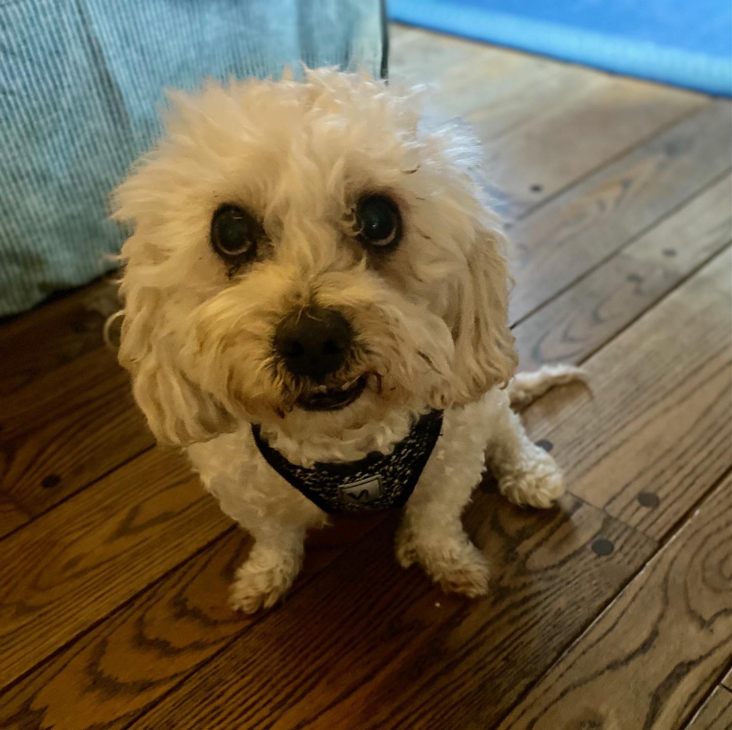 COURTESY POST FOR WASA: River, a Adoptable Bichon Frise in Westport, CT image 2/2