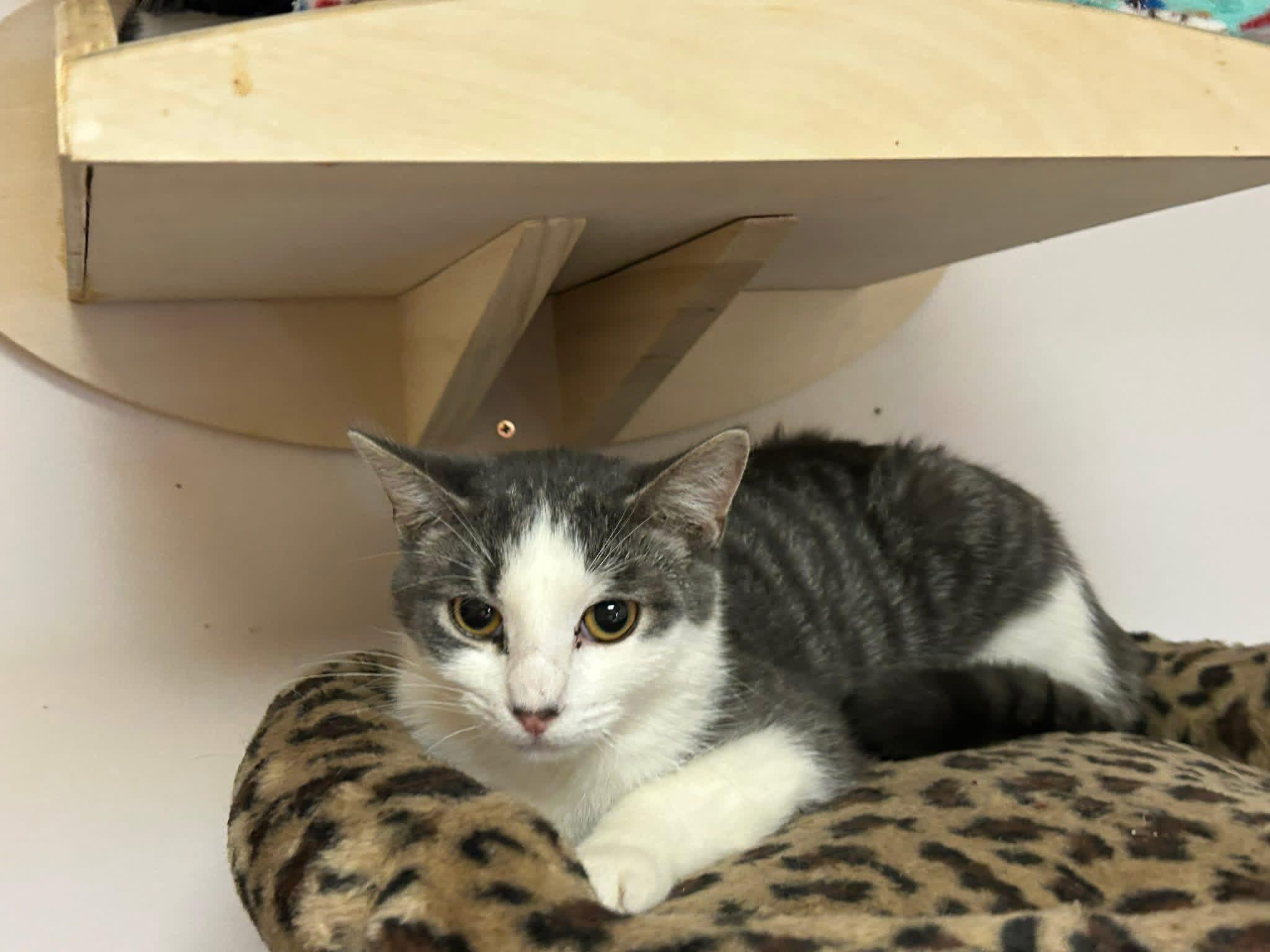 Powder, ADOPTABLE, Young Male Domestic Short Hair.