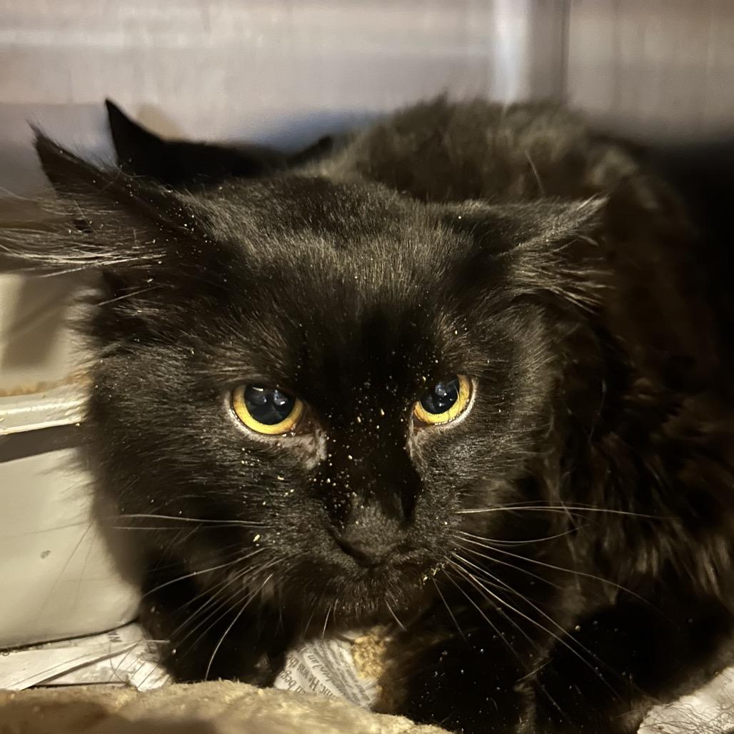 Reaper, Adoptable, Young Male Domestic Medium Hair.