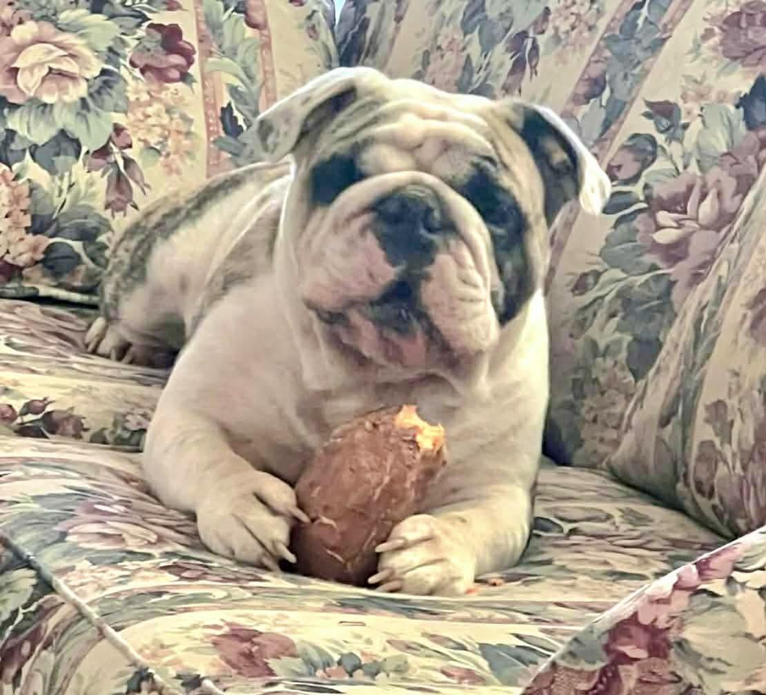 Enlarge Rip, an adopted English Bulldog in Hartford, CT image 6/6