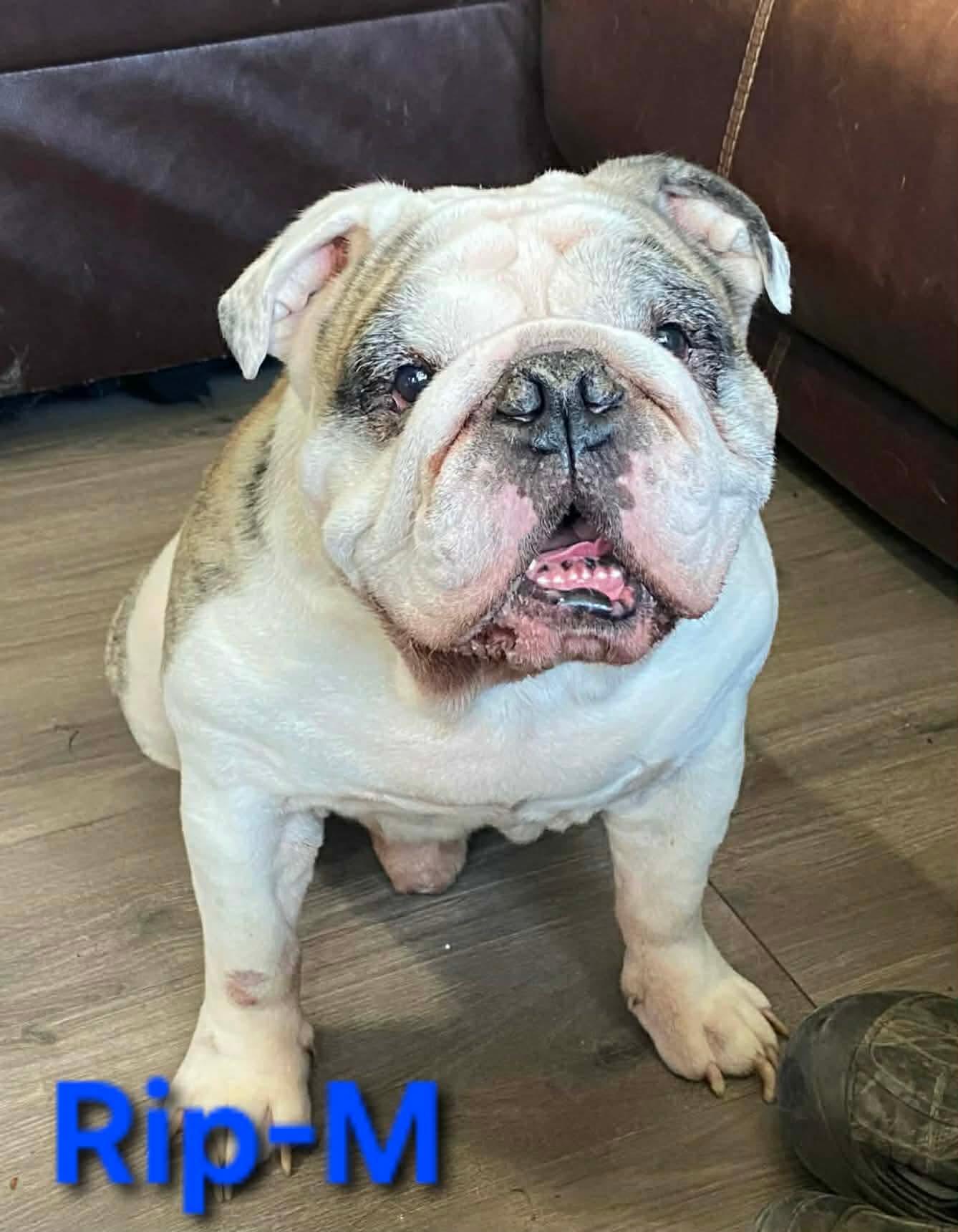 Enlarge Rip, an adopted English Bulldog in Hartford, CT image 4/6