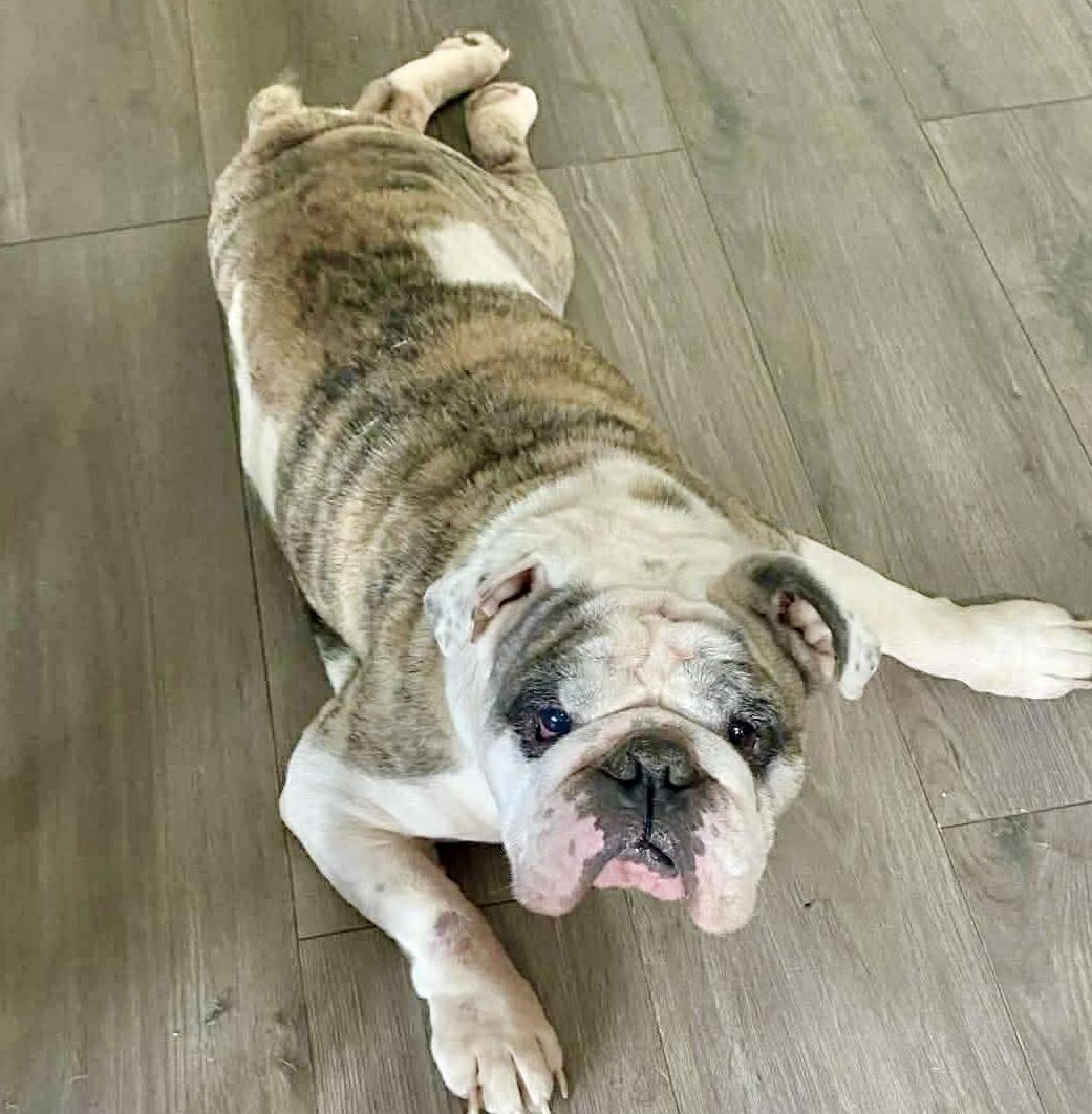 Enlarge Rip, an adopted English Bulldog in Hartford, CT image 5/6