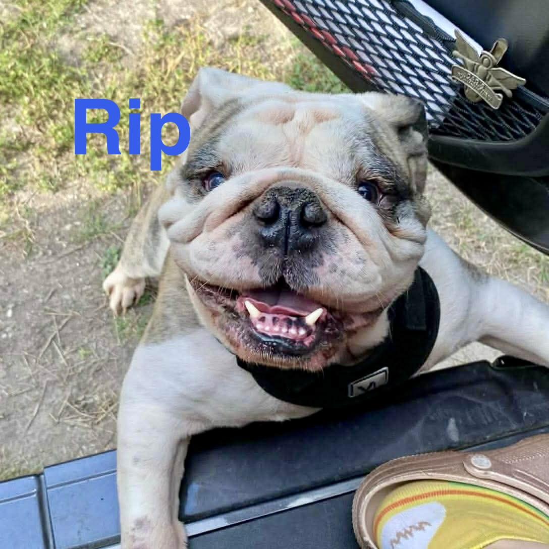 Enlarge Rip, an adopted English Bulldog in Hartford, CT image 2/6