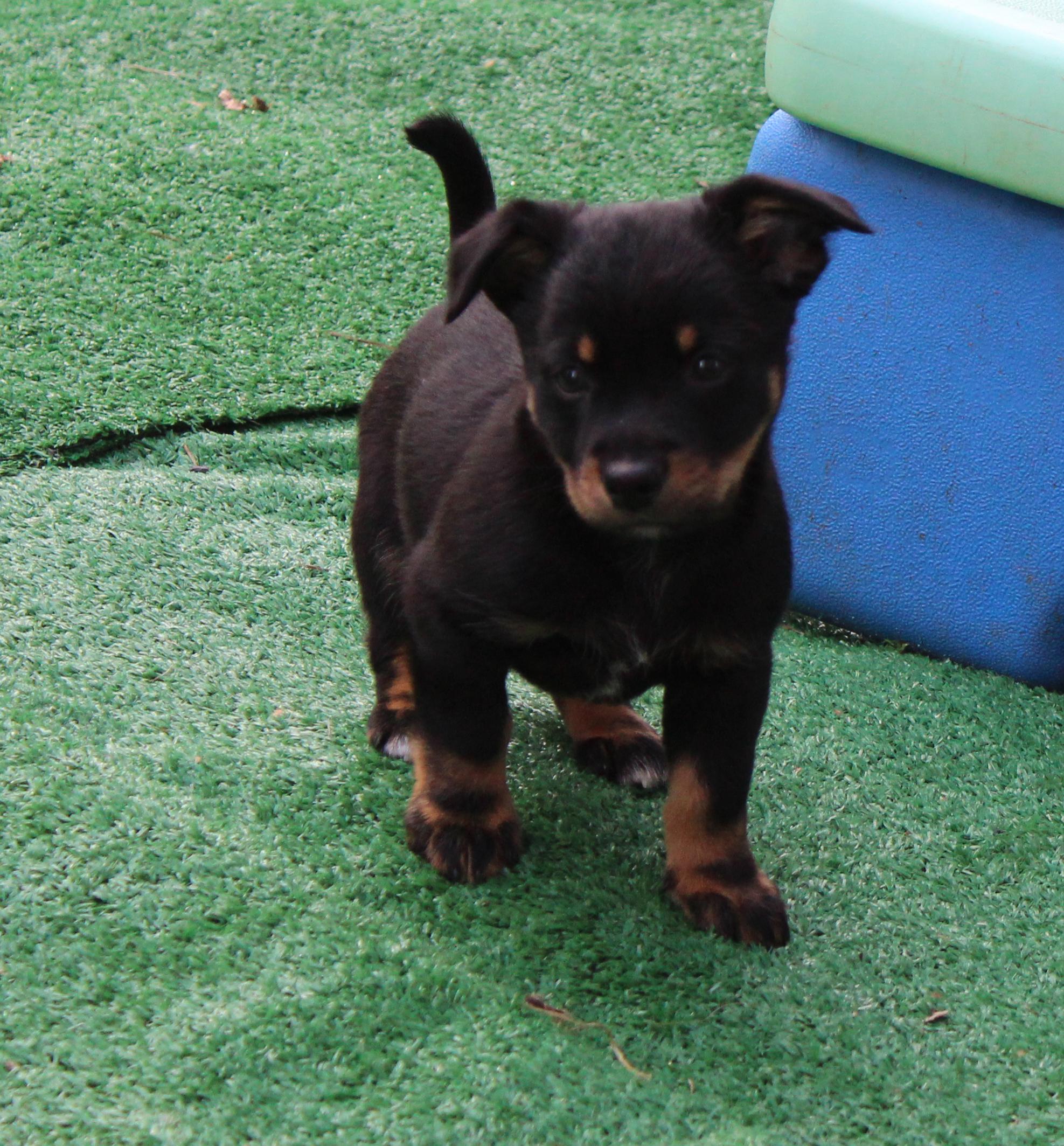 Enlarge Puma (Big Cat litter), an adoptable mixed breed in Silvana, WA image 3/6