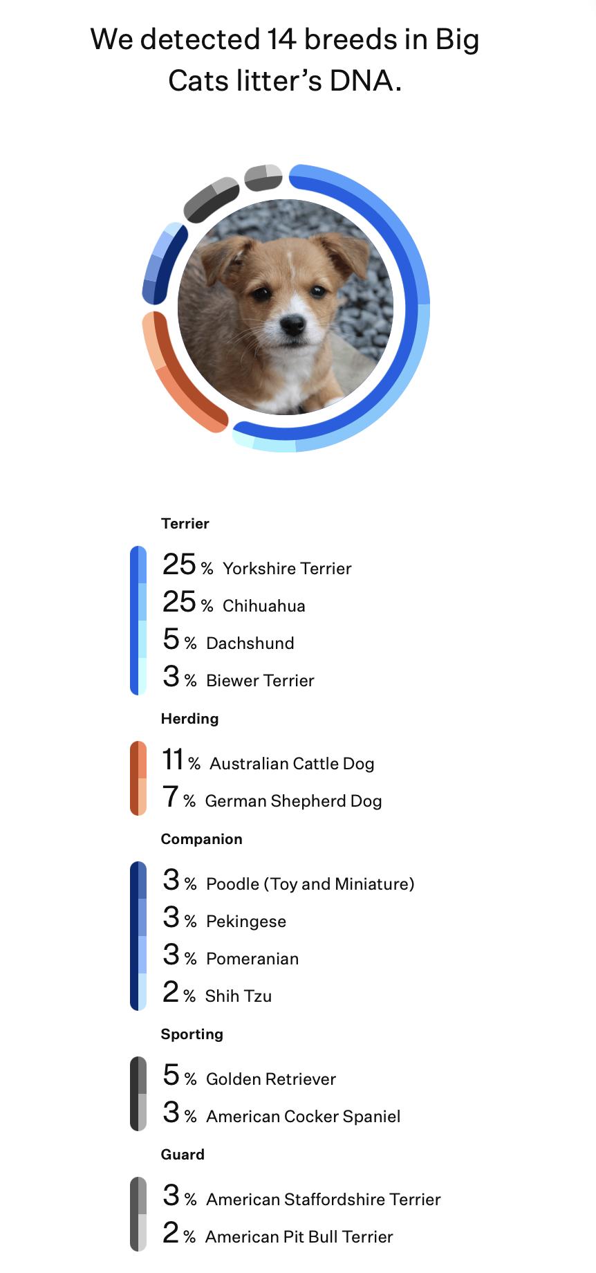 Enlarge Puma (Big Cat litter), an adoptable mixed breed in Silvana, WA image 5/6