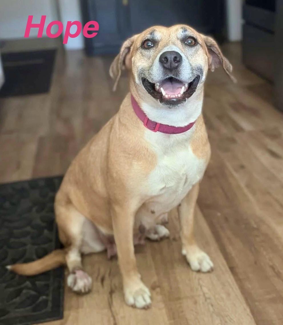 Hope, Adoptable, Adult Female Hound.