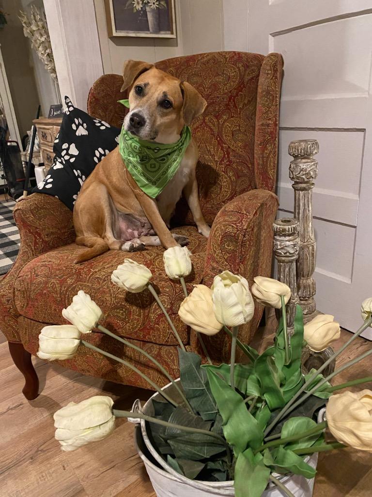 Hope, a Adoptable Hound in Opp, AL image 3/5