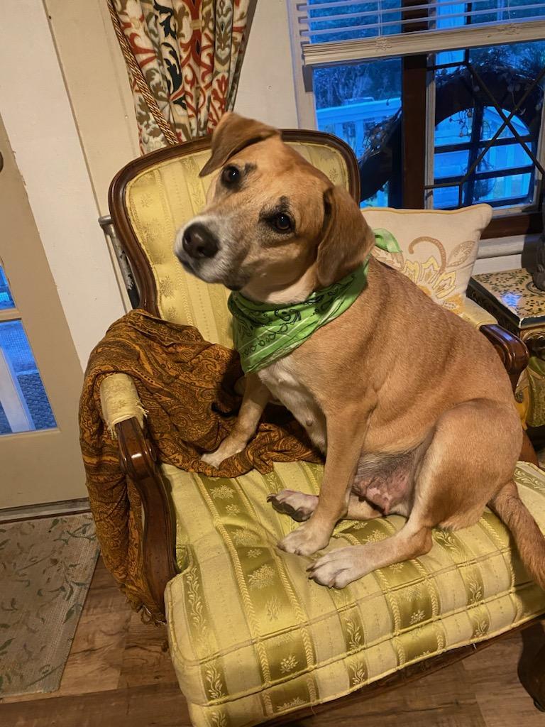 Hope, a Adoptable Hound in Opp, AL image 4/5