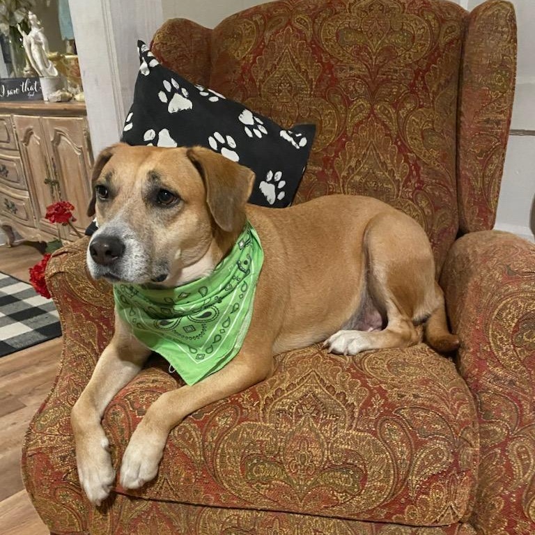 Hope, a Adoptable Hound in Opp, AL image 1/5