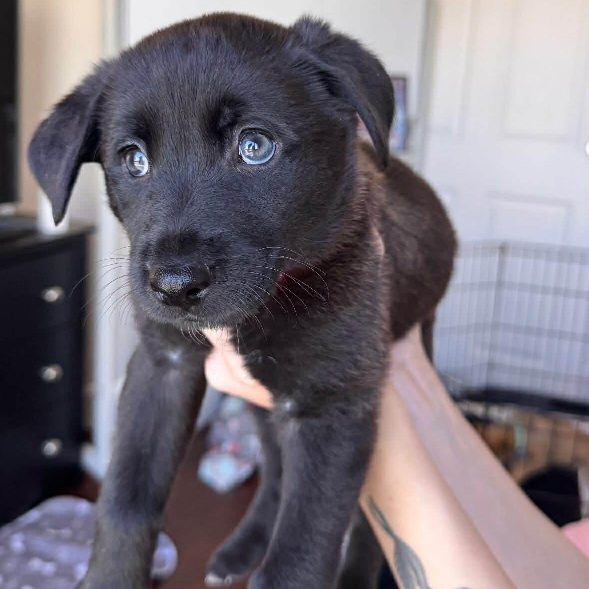 Enlarge Black Bean, a ADOPTABLE mixed breed in Las Vegas, NV image 1/1