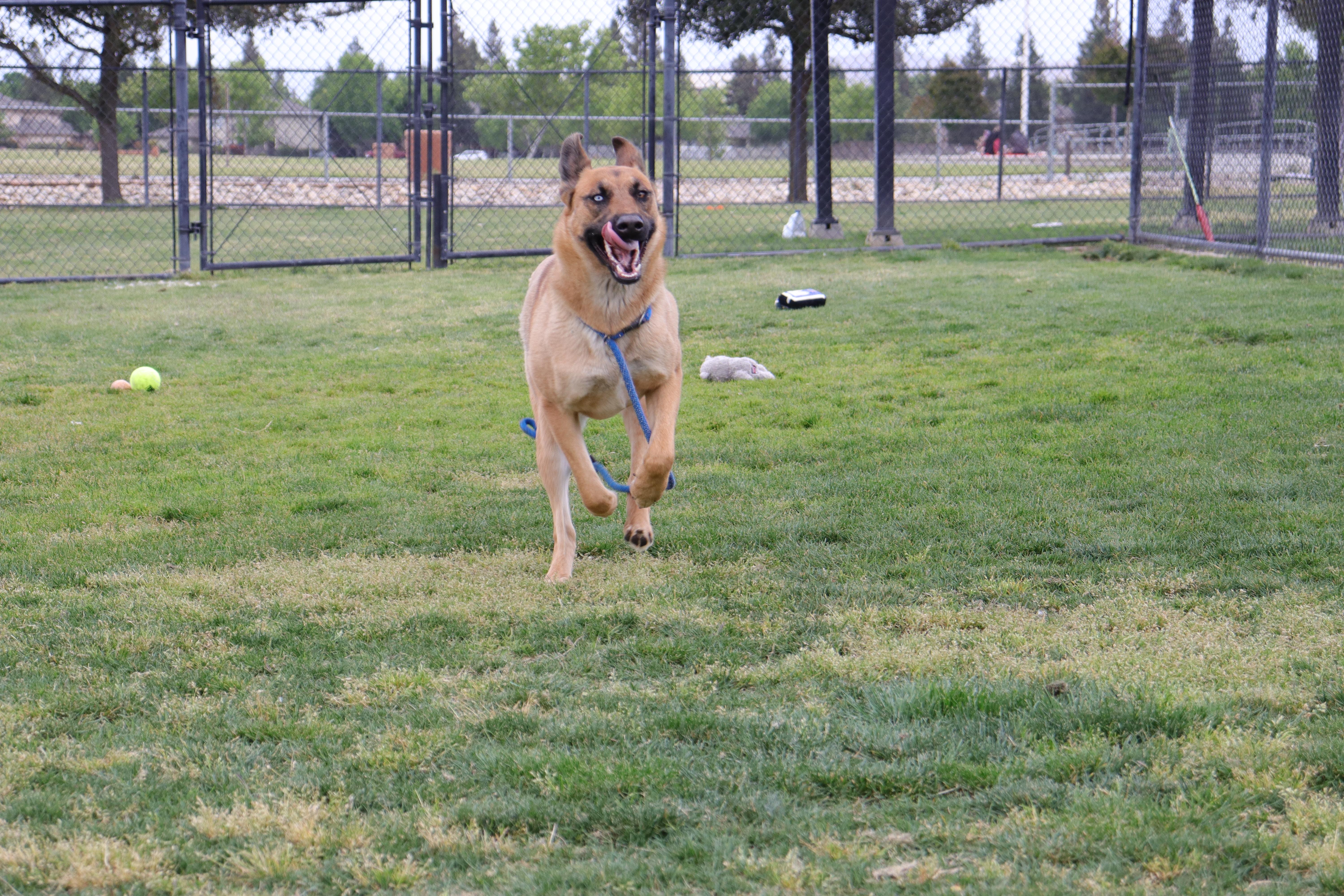 Regan, a Adoptable mixed breed in Clovis, CA image 3/5