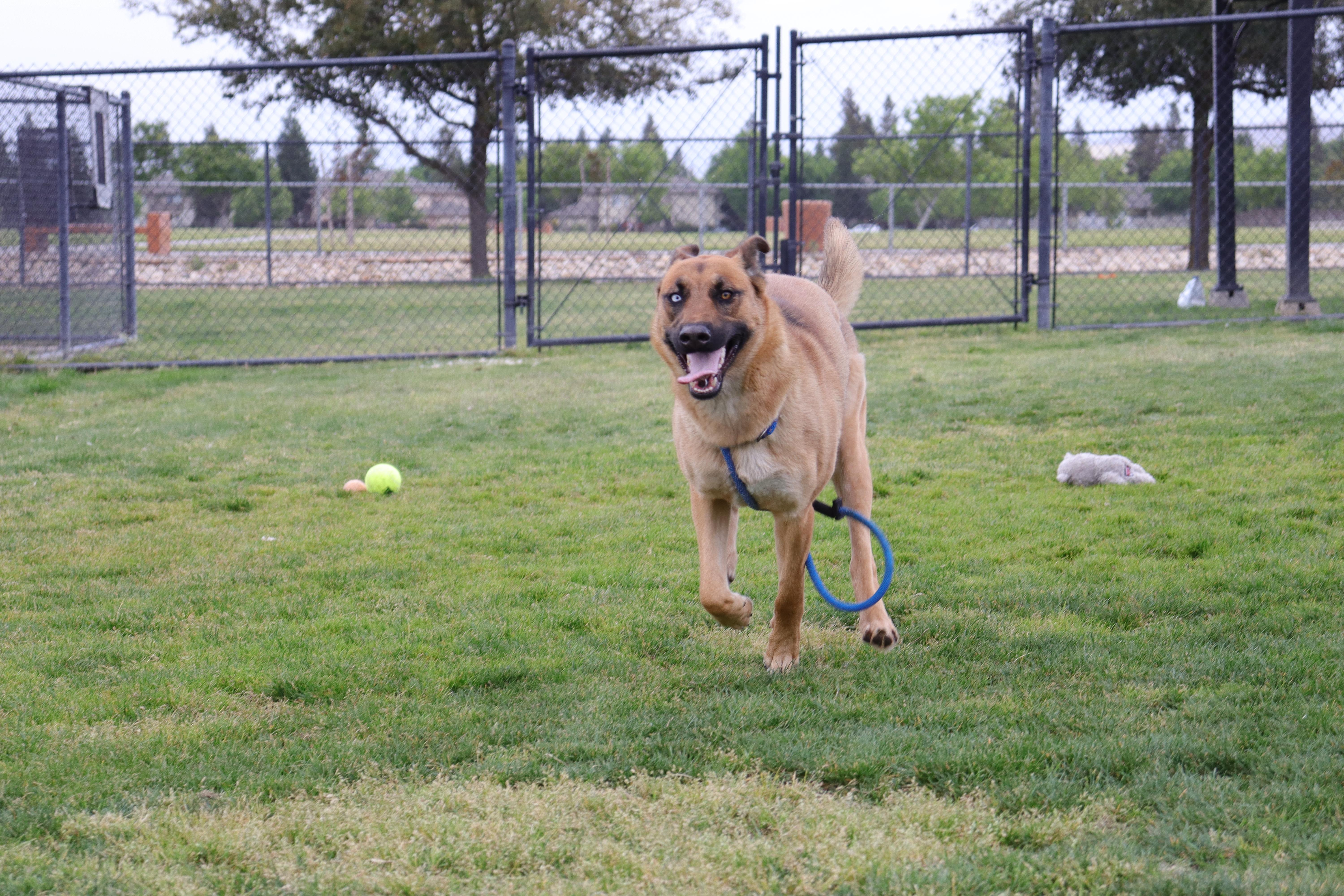 Regan, a Adoptable mixed breed in Clovis, CA image 2/5