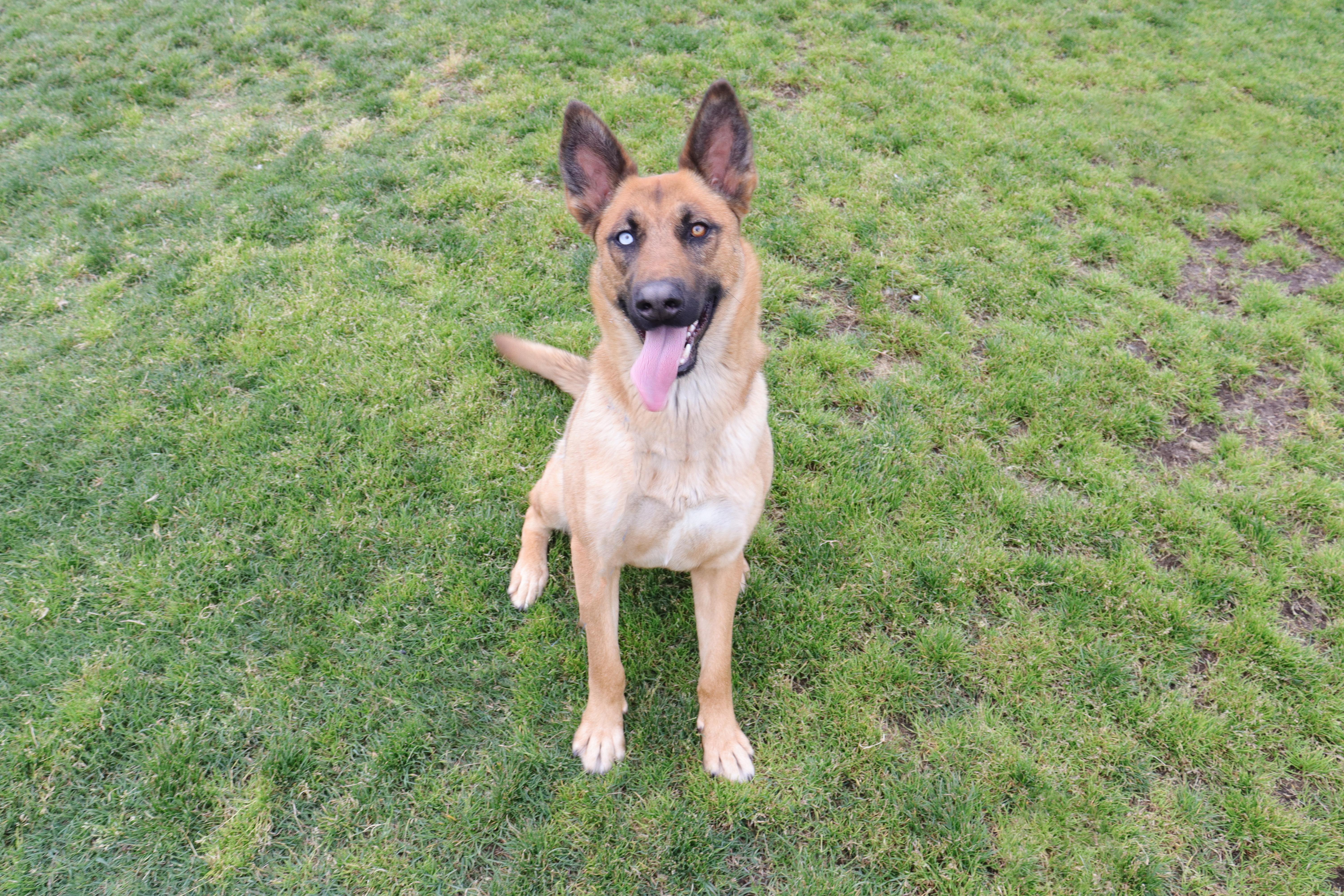 Regan, a Adoptable mixed breed in Clovis, CA image 5/5