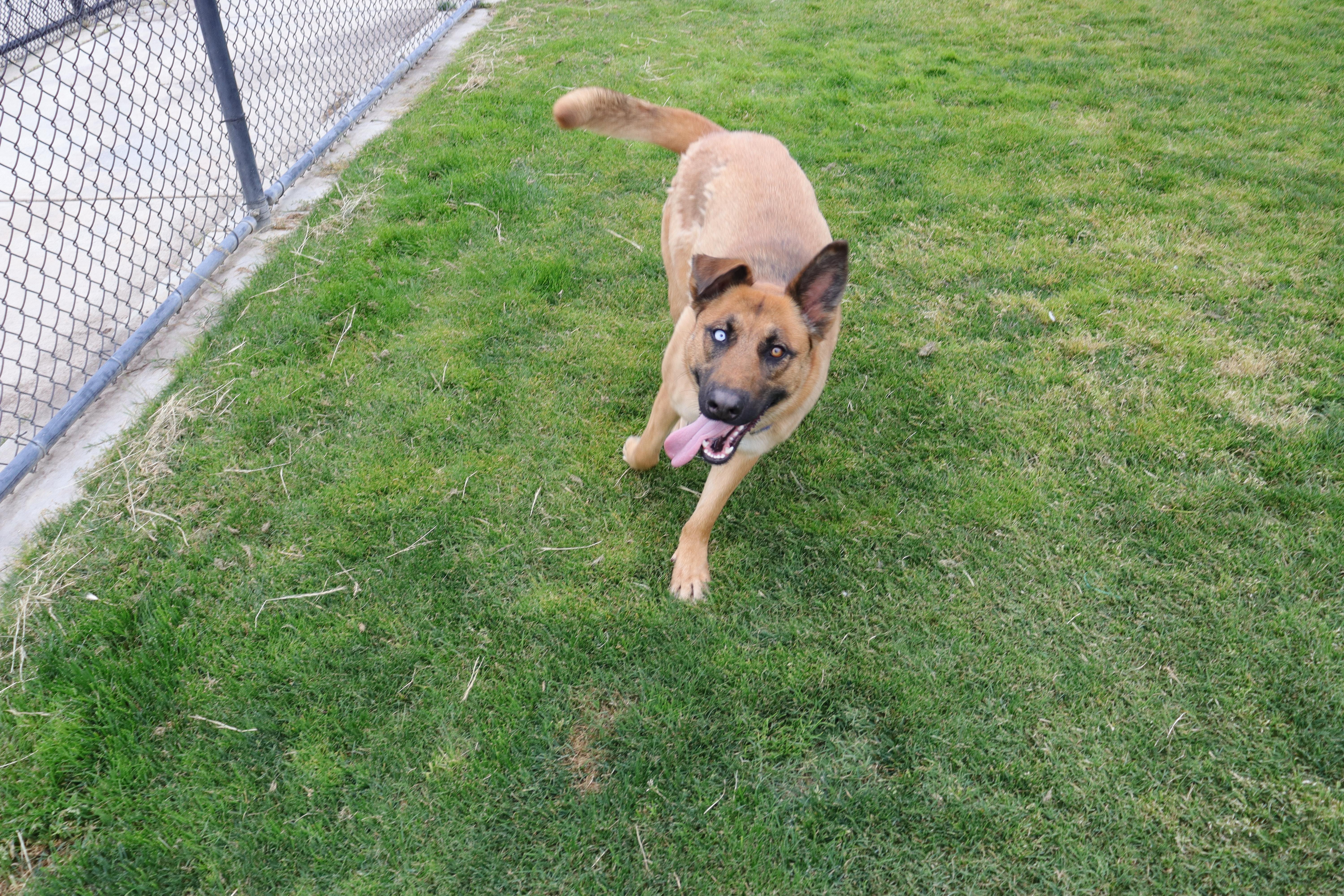 Regan, a Adoptable mixed breed in Clovis, CA image 4/5