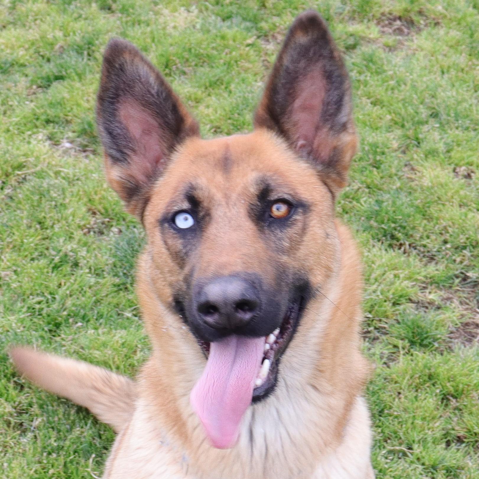 Regan, a Adoptable mixed breed in Clovis, CA image 1/5