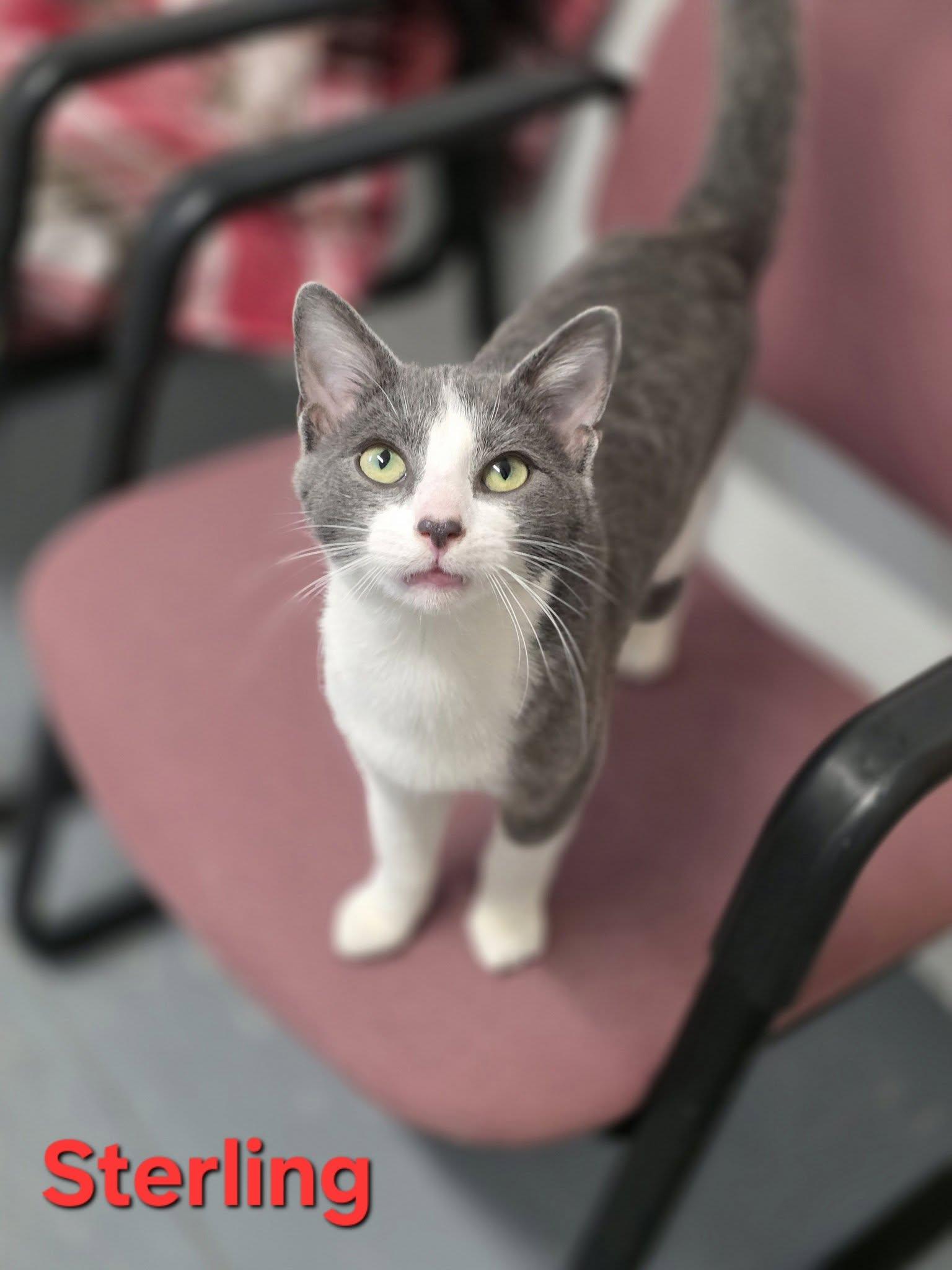 Sterling, ADOPTABLE, Young Male Domestic Short Hair.