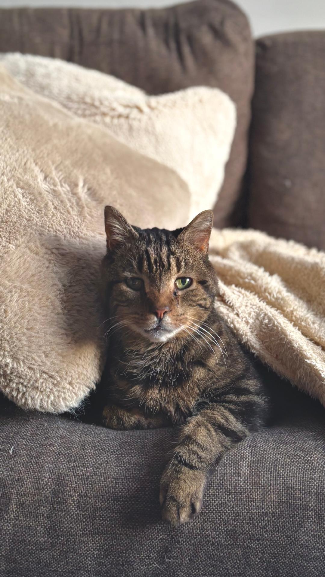 Ti-Gars, Adopted, Senior Male Tabby.