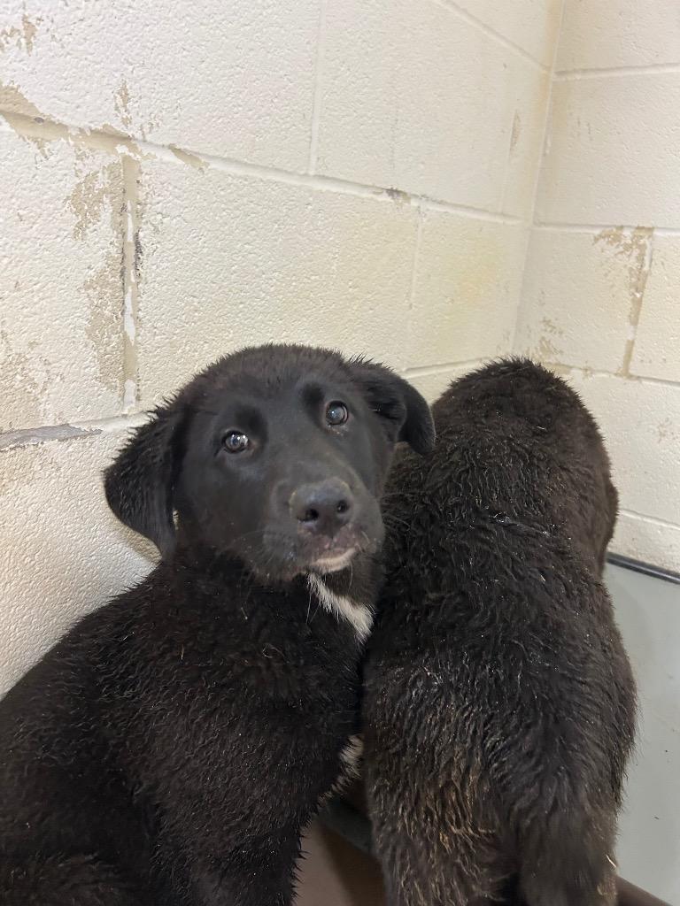 Andromeda, Adoptable, Puppy Female Black Labrador Retriever & Shepherd.