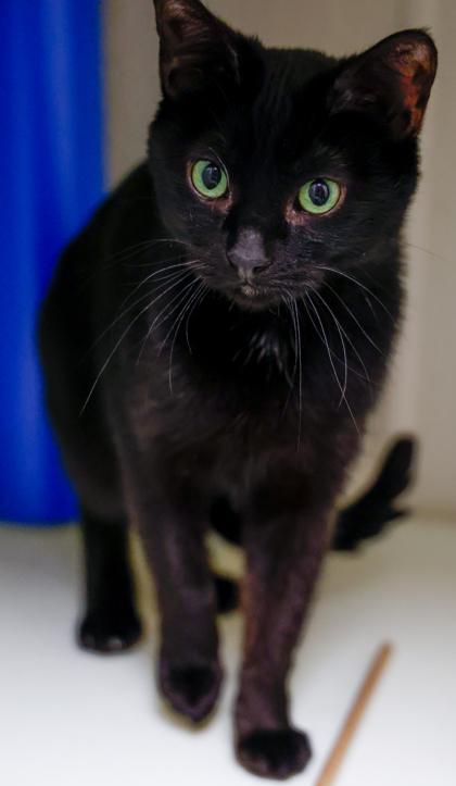 Ari, Adoptable, Adult Female Domestic Short Hair & Domestic Short Hair.