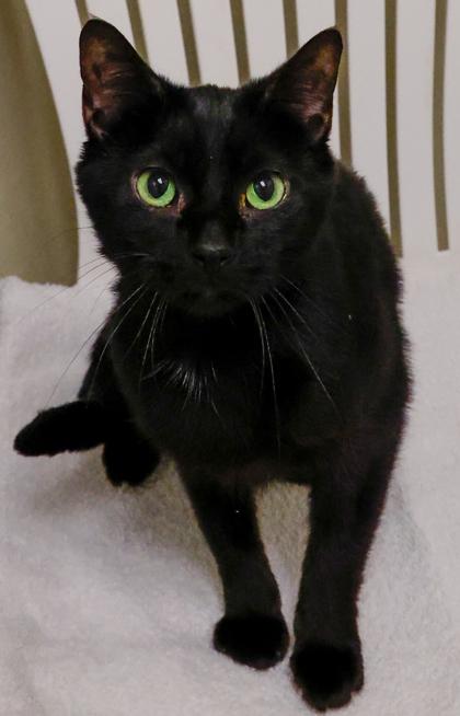 Ari, Adoptable, Adult Female Domestic Short Hair & Domestic Short Hair.
