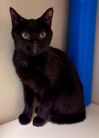 Ari, a Adoptable mixed breed in Baraboo, WI image 3/3