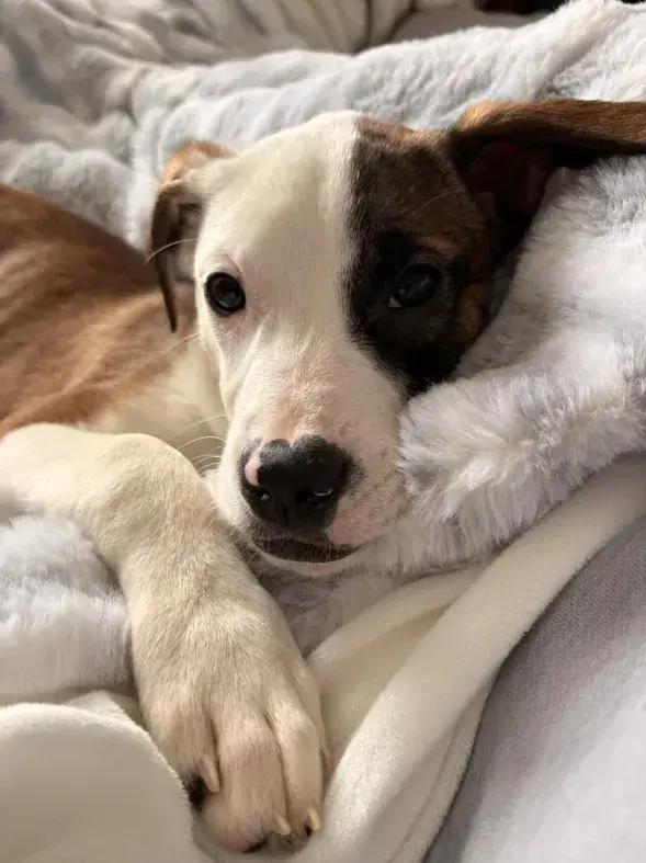 BRANDI CARLILE, Adoptable, Puppy Female Mixed Breed.