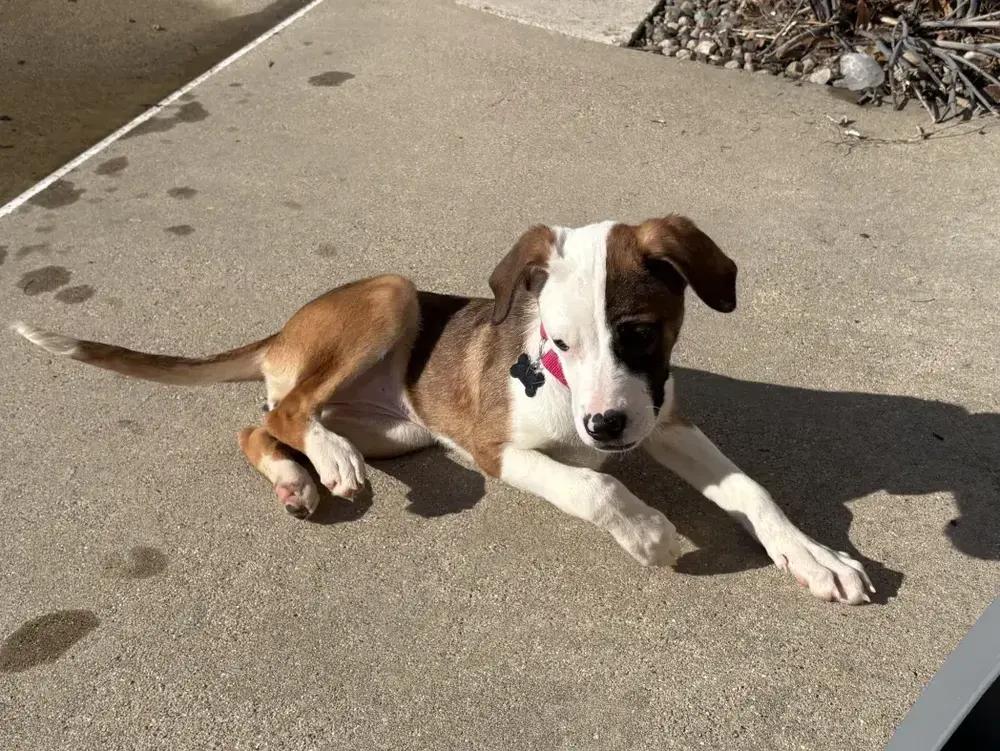 Enlarge BRANDI CARLILE, a Adoptable mixed breed in Grand Rapids, MI image 2/6