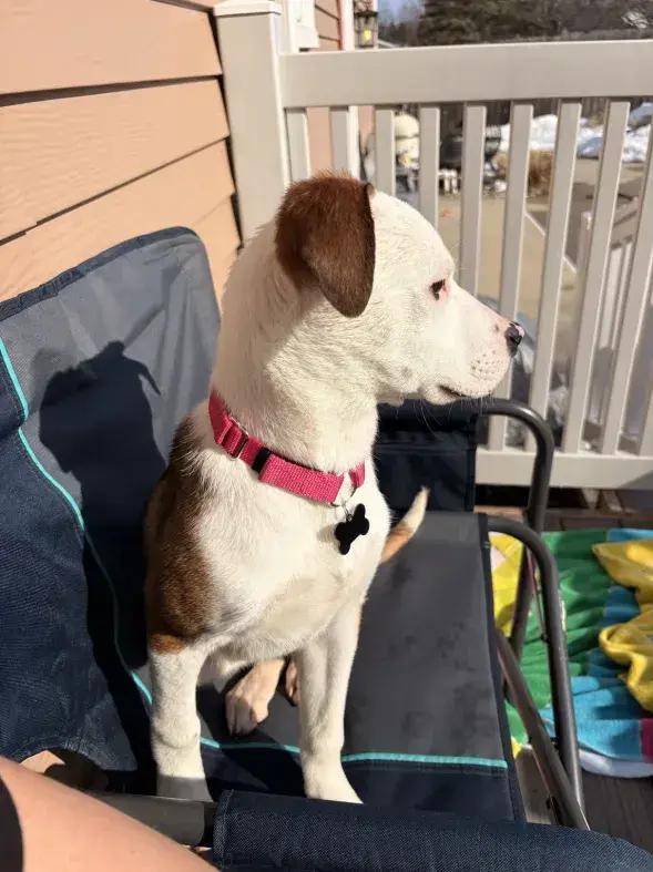 Enlarge BRANDI CARLILE, a Adoptable mixed breed in Grand Rapids, MI image 3/6