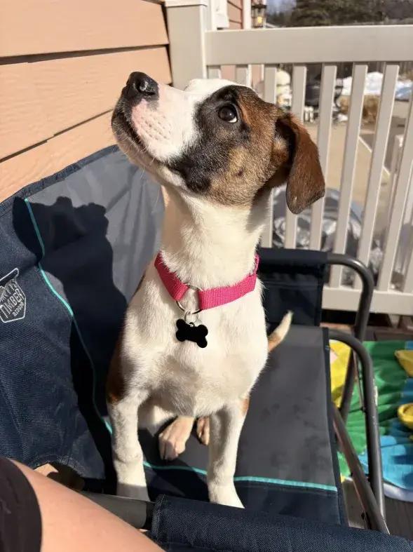 Enlarge BRANDI CARLILE, a Adoptable mixed breed in Grand Rapids, MI image 4/6