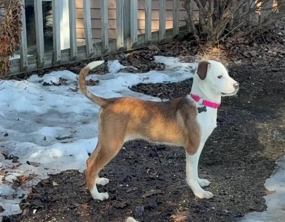 Enlarge BRANDI CARLILE, a Adoptable mixed breed in Grand Rapids, MI image 5/6