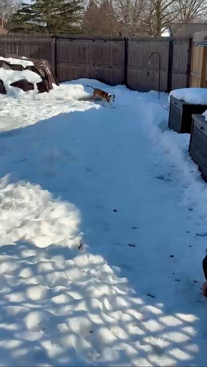 Enlarge BRANDI CARLILE, a Adoptable mixed breed in Grand Rapids, MI video 6/6