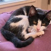 Licorice, ADOPTABLE, Kitten Female Domestic Short Hair.