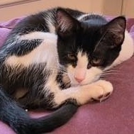 Enlarge Licorice, a ADOPTABLE Domestic Short Hair in west Warwick, RI image 2/2