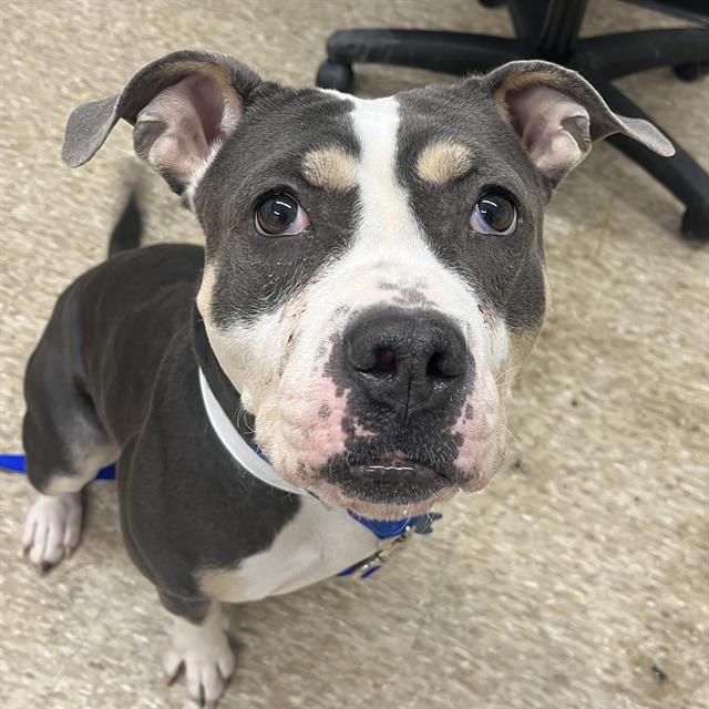 Enlarge NALA, a Adoptable mixed breed in Boston, MA image 1/1